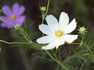 コスモス