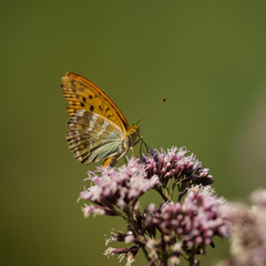 Macro photo - butterfly sitting on wild flower in sunny summer day on meadow