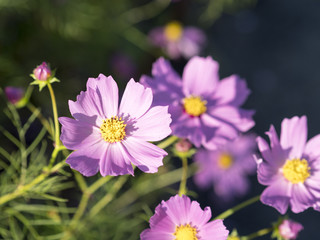 コスモス