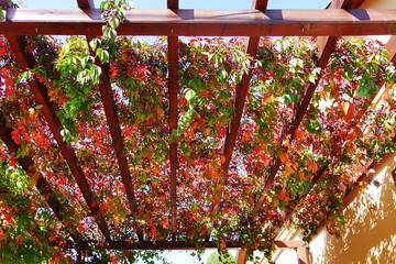 Virginia creeper autumn leaves and berries covering a wooden pergola attached to a house wall...