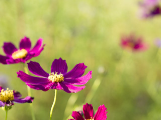 コスモス