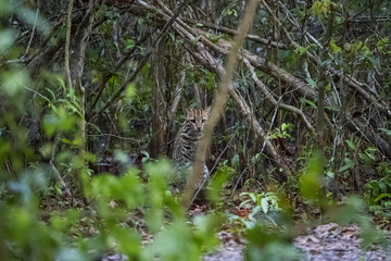 Ozelot kommt aus dem Dschungel