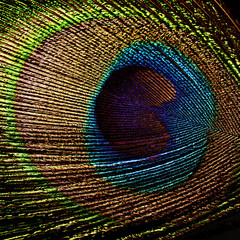 Obraz premium peacock feather isolated on black