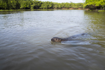 Fototapeta premium Riesenotter schwimmt im Fluss