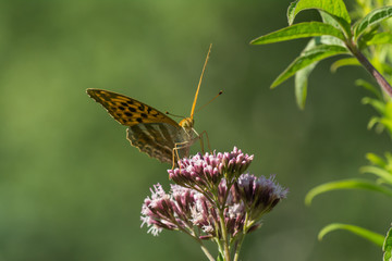 Macro photo - butterfly sitting on wild flower in sunny summer day on meadow
