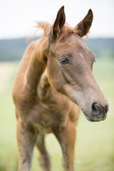 Obraz premium Neugieriger Trakehner Fohlen auf der Weide