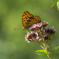 Macro photo - butterfly sitting on wild flower in sunny summer day on meadow