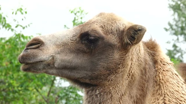 camel