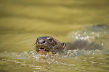 Obraz premium Riesenotter auf Beutesuche