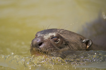 Riesenotter auf Beutesuche