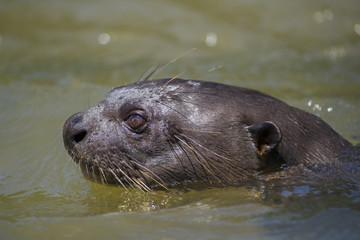 Riesenotter auf Beutesuche