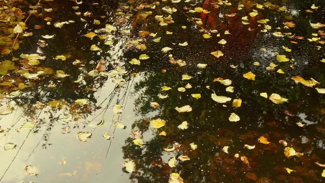 Herbstboten am Gartenteich