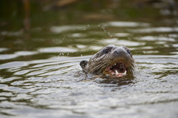 Riesenotter schwimmt im Fluss