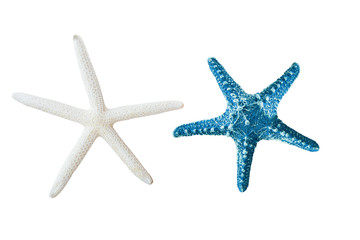 Fototapeta na wymiar star fish isolated on white