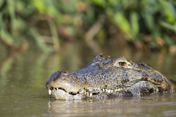 Kaiman im Fluss