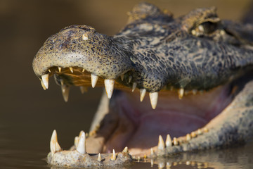 Kaiman oeffnet sein Maul