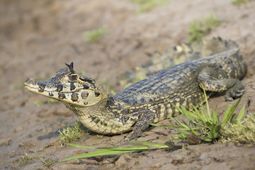 Naklejka premium Junger Kaiman am Ufer