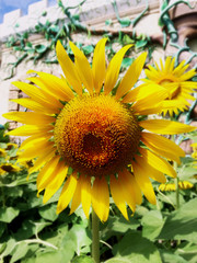 Obraz premium Closeup Sunflower in Bright Sunlight