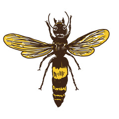 Color bee hand drawn. Isolated insect bumble bee with wings on white background. Vector.