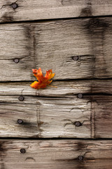 Autumn Leaf on Wood