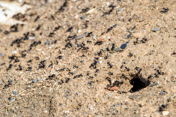 Ants and anthill