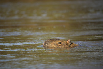 Wasserschwein schwimmt durch den Fluss