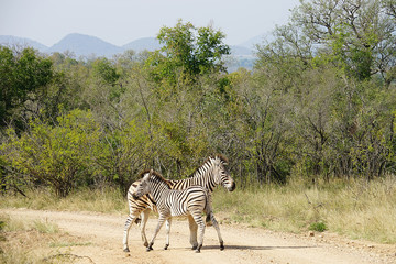 Fototapeta na wymiar Burchell Zebra Kruger National Park