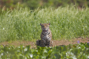 Jaguar beobachtet die Beute