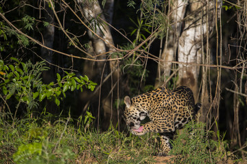 Fototapeta na wymiar Jaguar putzt sich die Pfoten