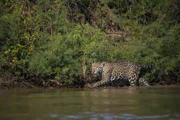 Fototapeta na wymiar Jaguar auf Beutesuche im Fluss