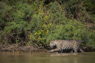 Fototapeta na wymiar Jaguar auf Beutesuche im Fluss