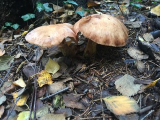 Pilze im Wald, pilzfamilie, Wald Baum, Herbst 