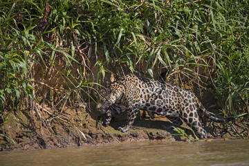 Jaguar auf Beutesuche am Ufer