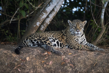 Jaguar beobachtet die Umgebung