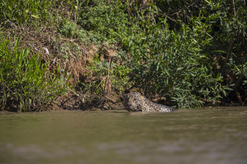 Jaguar schwimmt im Fluss