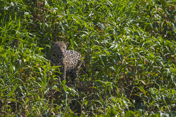Jaguar im Schilfguertel
