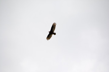 Turkey Buzzard Full Stretch