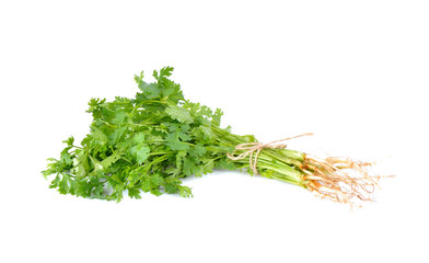 coriander on white background