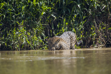 Jaguar auf Beutesuche im Fluss