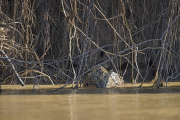 Jaguar tarnt sich zwischen den Aesten