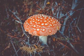 Amanita muscaria. fly agaric toadstool