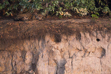 Jaguar ruht auf einer Uferboeschung