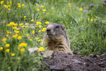 Naklejka na ściany i meble Alpine marmot in the natural environment. Dolomites Italy.