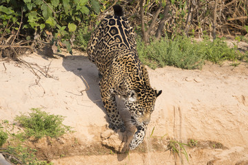 Jaguar springt von der Sandbank