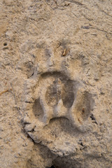 Jaguar liegt auf einer Uferboeschung