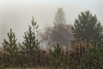 foggy morning II