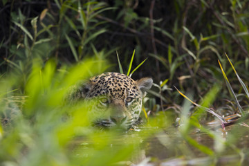 Jaguar im Schilfguertel