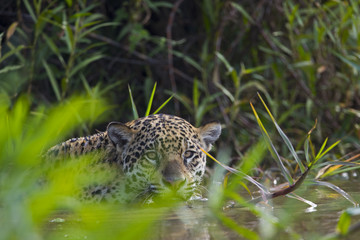 Jaguar im Schilfguertel