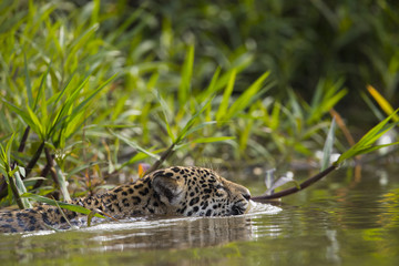 Obraz premium Jaguar schwimmt im Fluss