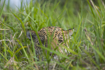 Jaguar im Schilfguertel